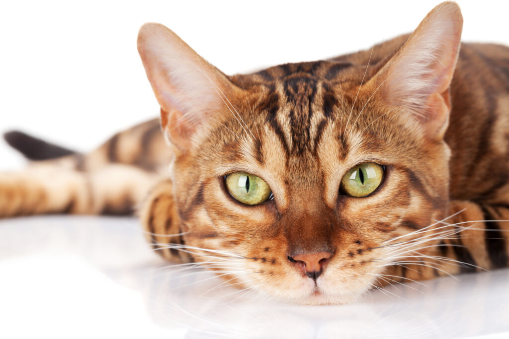 Gato Saudável